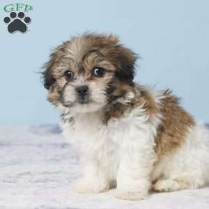 Conrad, Teddy Bear Puppy